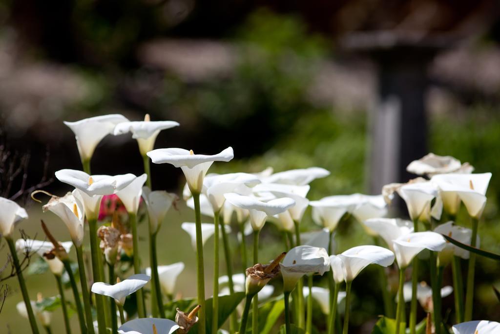 Penwinnick House B&B St Austell Buitenkant foto